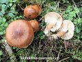 Tricholoma quercetorum-amf1866